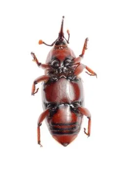 Snout beetle Foto stock