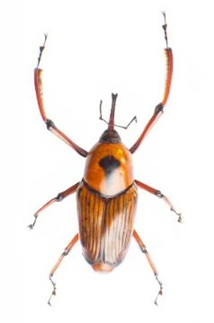 Snout beetle Stock Photos