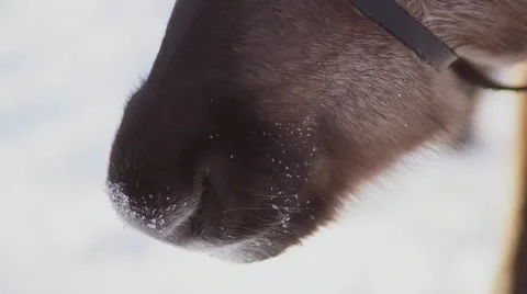 Snout of the deer Stock Footage 55870343