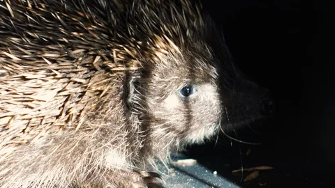Snout detail of a scared hedgehog Stock Footage 97175086