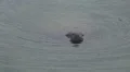 Snout Of Manatee Swimming In Waters Of Tampa Bay HD HD Footage