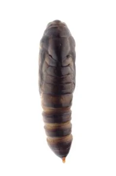 Snout moth cocoon Stock-Fotos