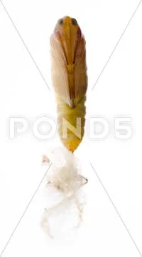 Snout moth cocoon Stock Photos