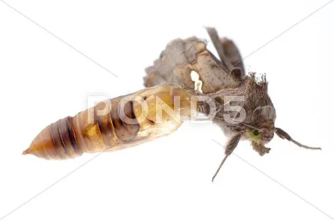 Snout moth Stock Photos