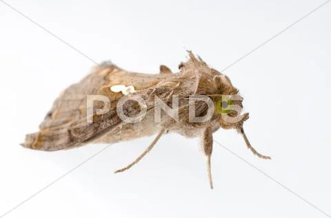 Snout moth Stock Photos