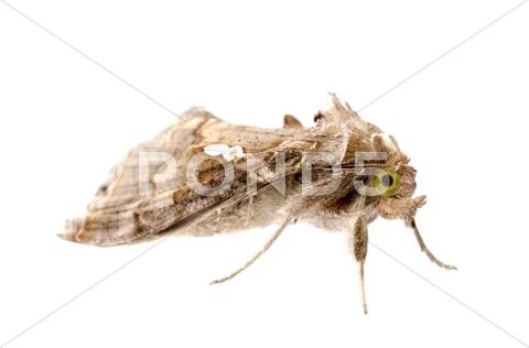 Snout moth Stock Photos