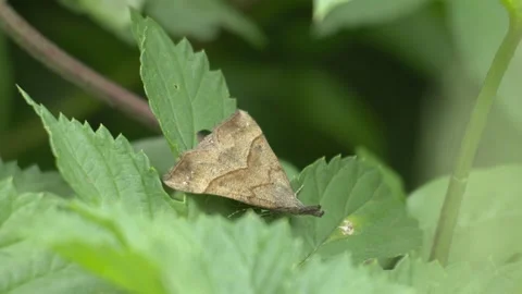 Snout Moth Resting on Leaf - 4K Wildlife Slow Motion Shot Vídeos de archivo 336271711