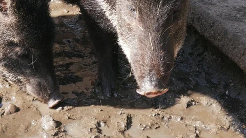 Snout, phiz of collared peccary, Pecari tajacu looking for dry leaf Stock Footage 106289520