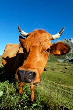 Snout Stock Photos