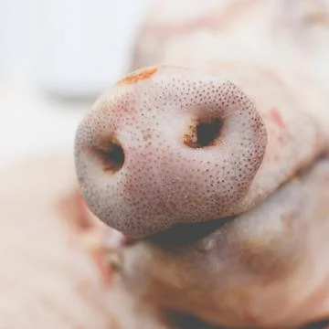 Snout of a pig Stock Photos