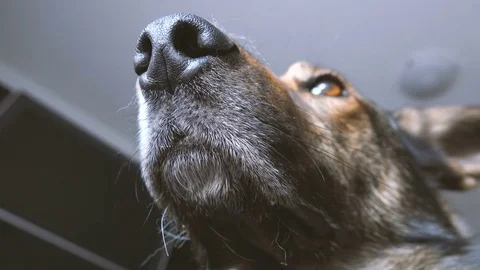 Snout of a proud dog Stock Footage 72146449