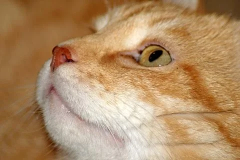 Snout red cat close-up Stock Photos