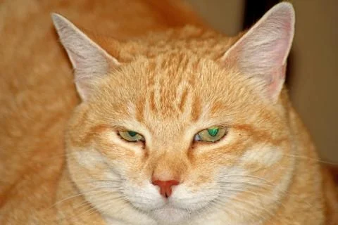 Snout red cat close-up Stock Photos