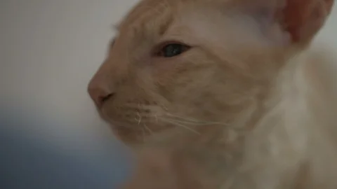 Snout of red cat, who is feeling some smell, close up. Stock Footage 86458027