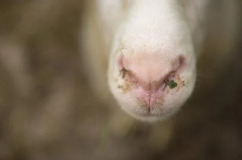 Snout of a sheep as close-up Fotos de archivo
