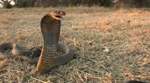 Snouted cobra with spread hood in aggressive posture Video stock 46374553