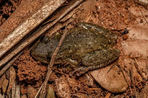 Snouted Tree Frog Stock Photos