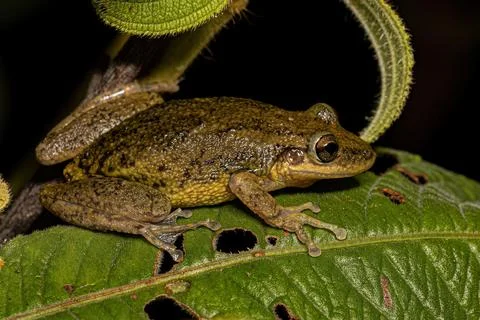 Snouted Tree Frog Stock Photos