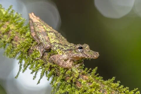 Snouted tree Frog resting on mossy branch Stockfoto's