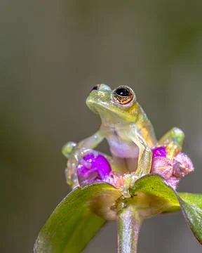 Snouted tree Frog resting on mossy branch Stockfoto's