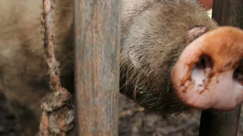 The snouts of a couple of pigs Video stock 10900852