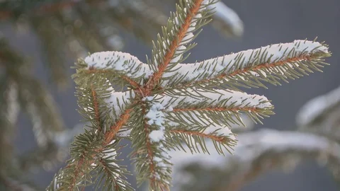 Snovy trees on winter mountains Video stock 87219891