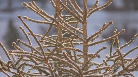 Snovy trees on winter mountains 库存影片 87220092