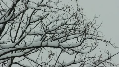 Snow 02 Stock Footage 10843313