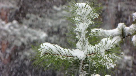 Snow 1 1 Video stock 579478