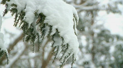 Snow (1 of 9) Video stock 100848