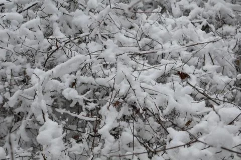 Snow accumulating on bare branches during winter storm Stock Photos