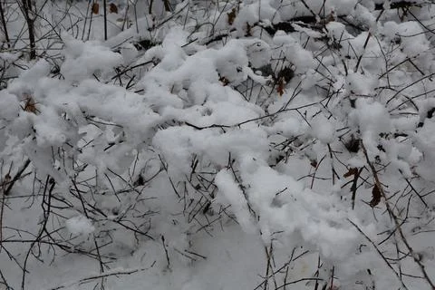 Snow accumulating on bare branches in winter forest Stock Photos