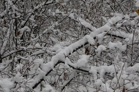 Snow accumulating on bare branches in winter forest Stock Photos
