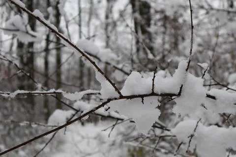 Snow accumulating on bare branches in winter forest Stock Photos