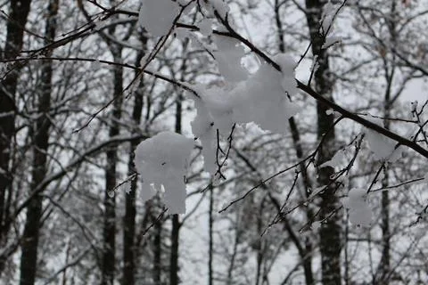 Snow accumulating on bare branches in winter forest Stock Photos