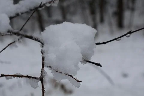 Snow accumulating on bare branches in winter forest Stock Photos