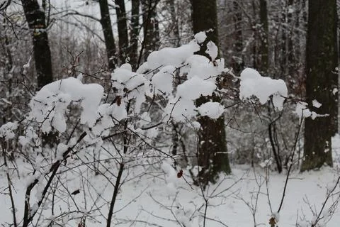 Snow accumulating on bare branches in winter forest Stock Photos