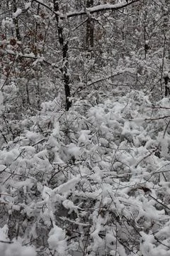 Snow accumulating on branches in winter forest creating a serene landscape Stock Photos