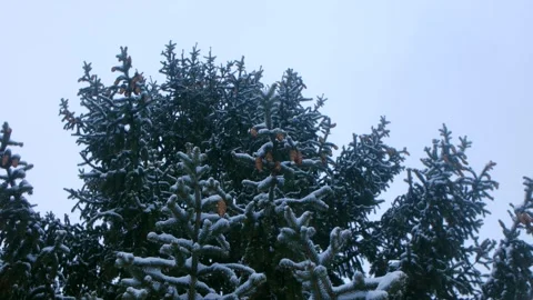 Snow accumulating on pine fir branches in slow motion Video stock 312983711