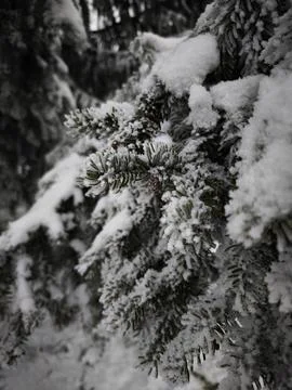 Snow accumulating on pine tree branches in winter forest Stock Photos