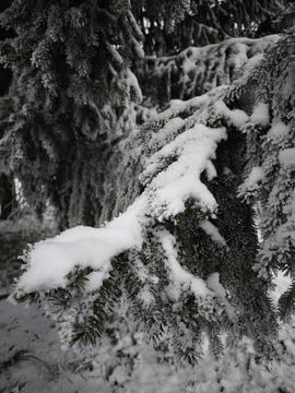 Snow accumulating on pine tree branches in winter forest, czechia Stock Photos