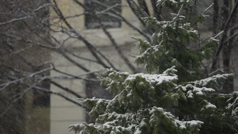 Snow Accumulating on Pine Tree Stock Footage 330974080