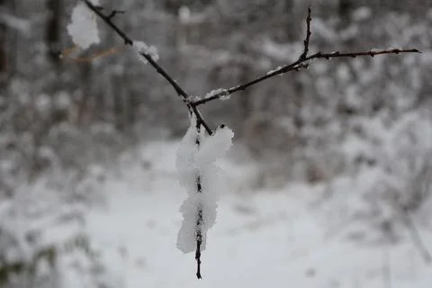 Snow accumulating on thin branch during winter snowfall Stock Photos