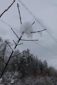 Snow accumulating on thin branch during winter snowfall Stock Photos
