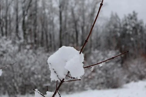 Snow accumulating on thin branch during winter snowfall Stock Photos