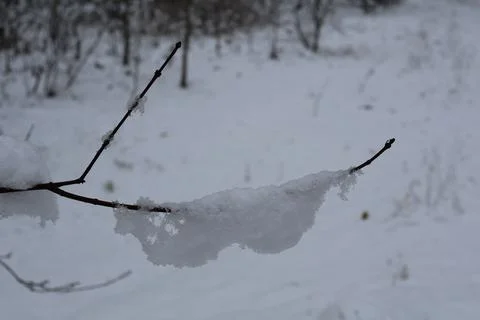 Snow accumulating on thin branch in winter landscape Stock Photos