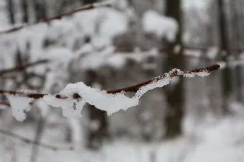 Snow accumulating on thin branch in winter forest Fotos de archivo