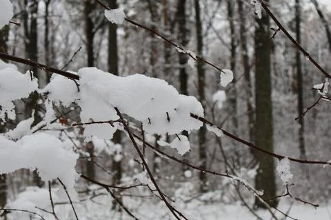 Snow accumulating on thin branches in winter forest Stock Photos