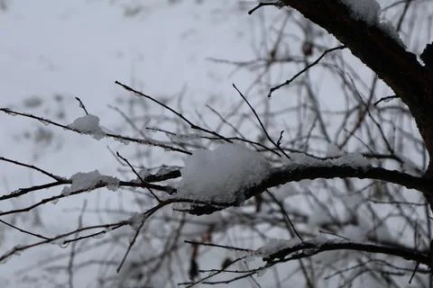 Snow accumulating on thin tree branches during winter Stock Photos