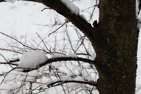 Snow accumulating on tree branches during winter snowfall Stock Photos